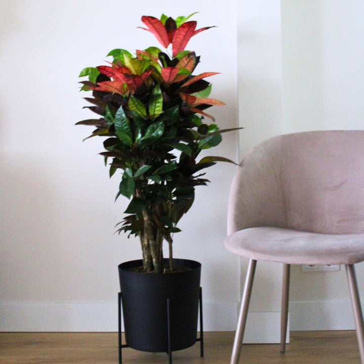 Codiaeum variegatum – Croton – Codiaeum Iceton