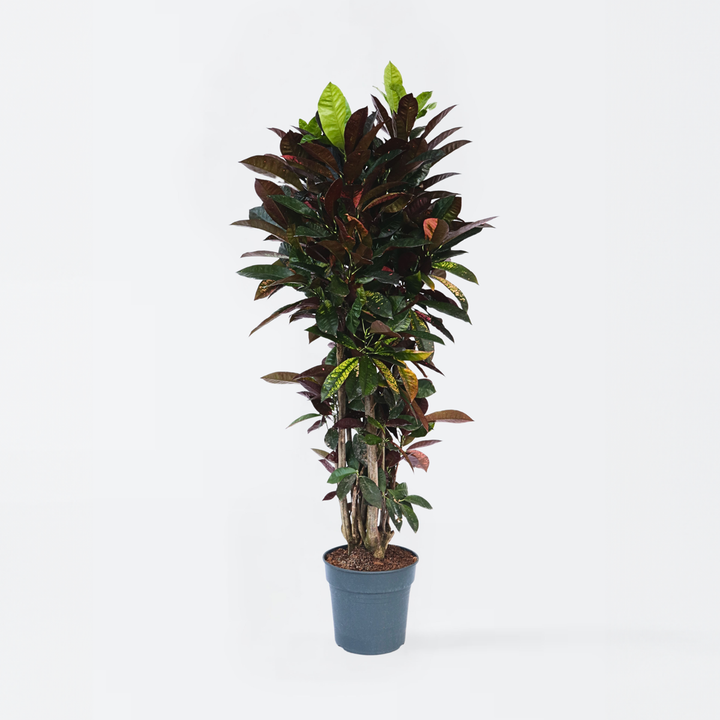 Codiaeum variegatum - Croton - Codiaeum Iceton