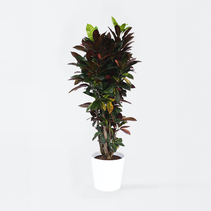 Codiaeum variegatum - Croton - Codiaeum Iceton