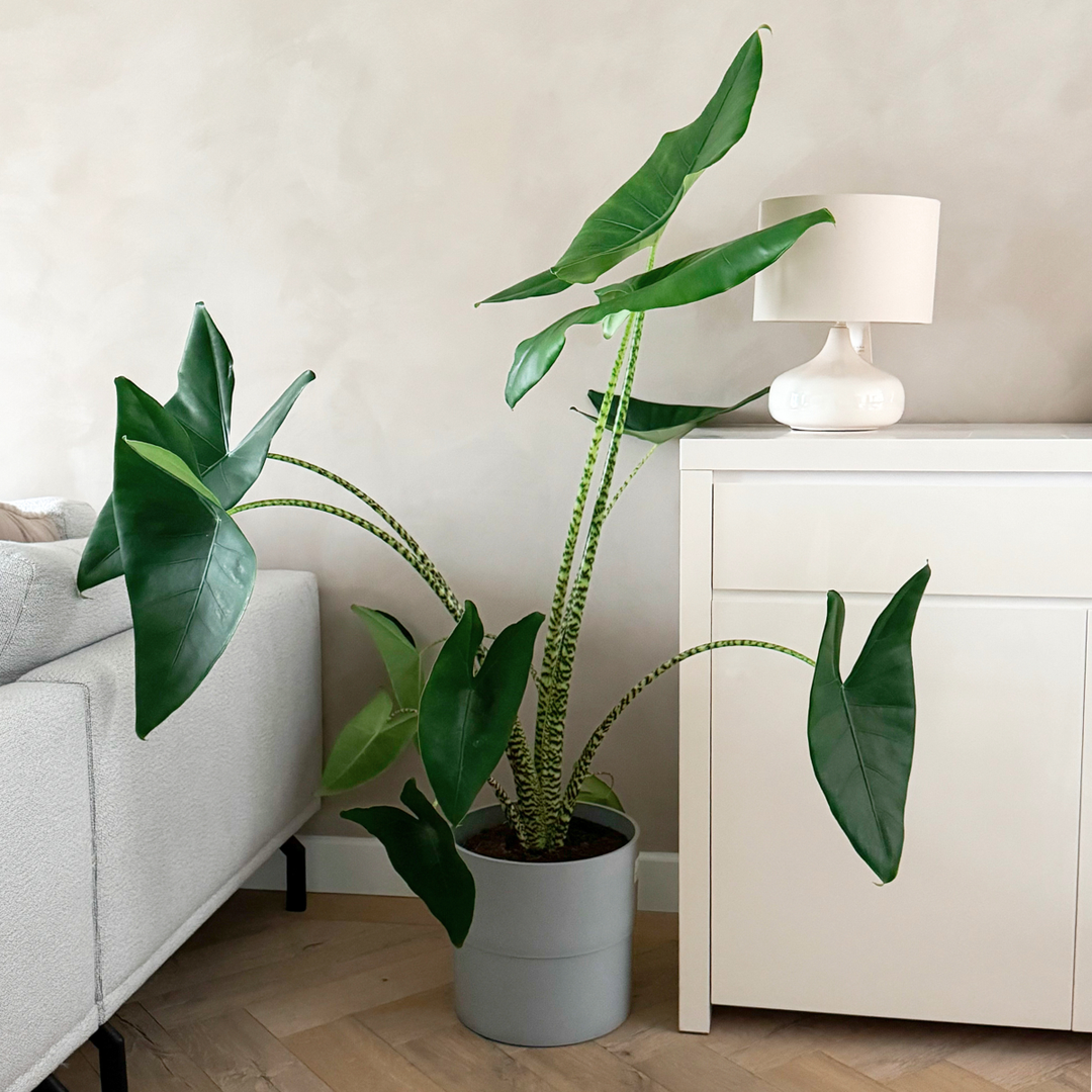 Alocasia 'Zebrina'  - Olifantsoor