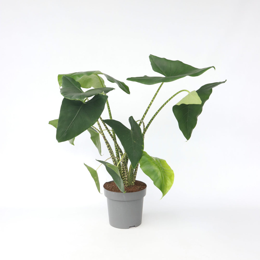 Alocasia Zebrina - XXL Kamerplant