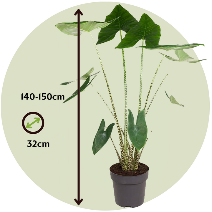 Alocasia Zebrina - XXL Kamerplant