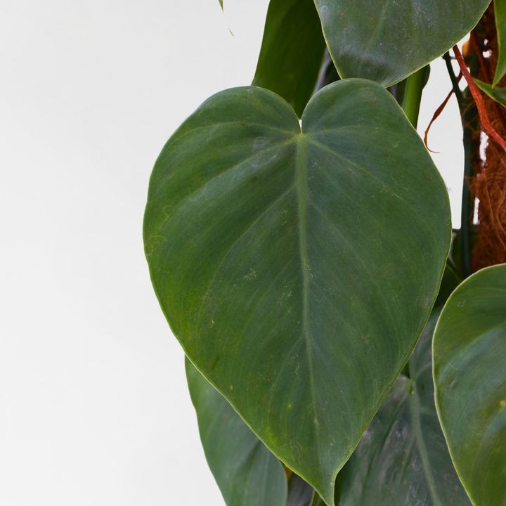 Philodendron 'Scandens' XXL - met mossstok