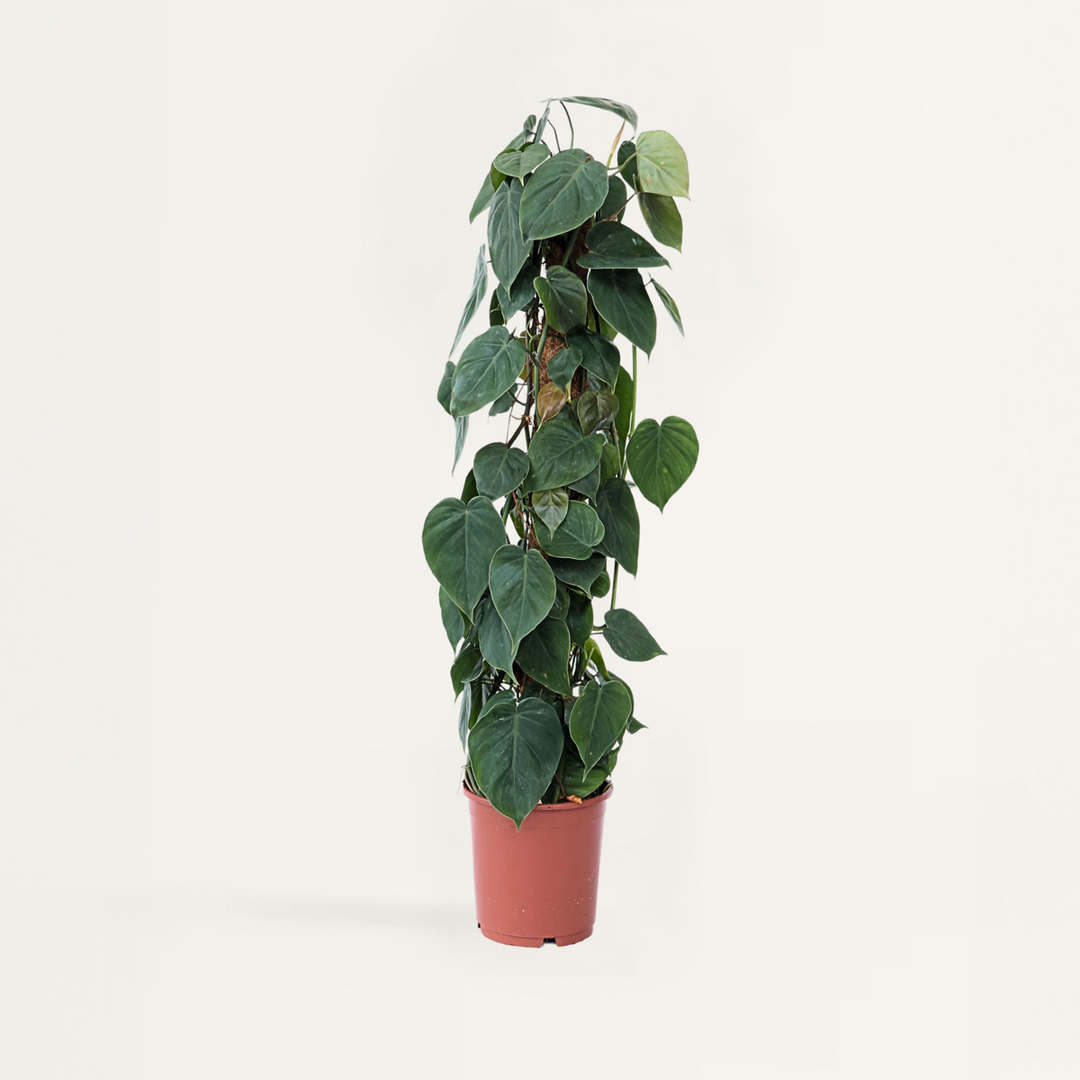 Philodendron 'Scandens' met mossstok - FloraStore