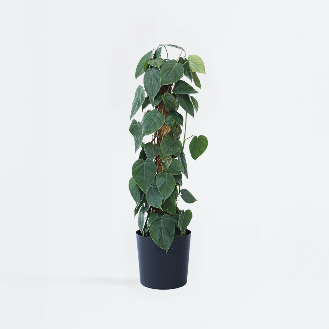 Philodendron 'Scandens' XXL - met mossstok