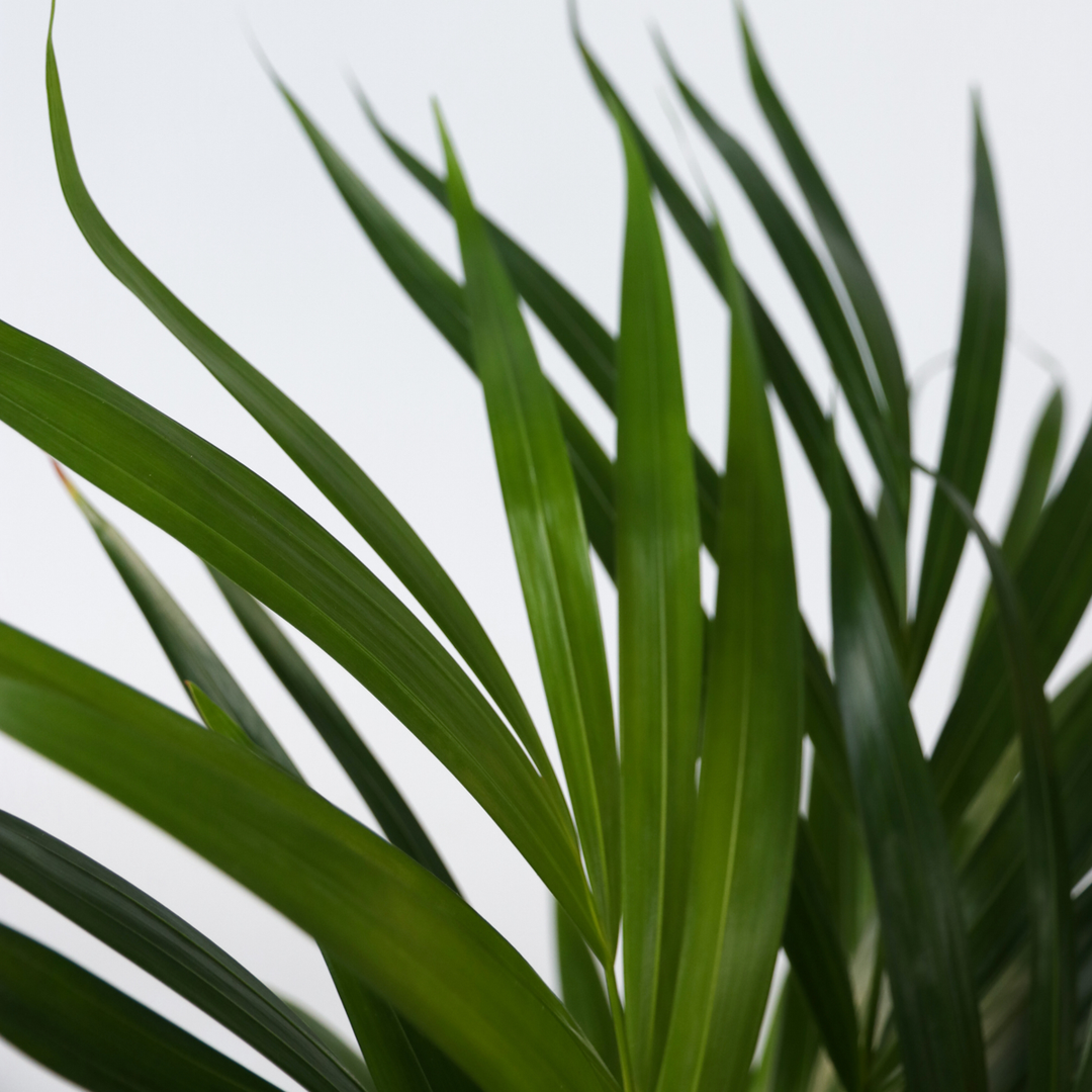 Beaucarnea recurvata - Robuuste stam - Olifantspoot