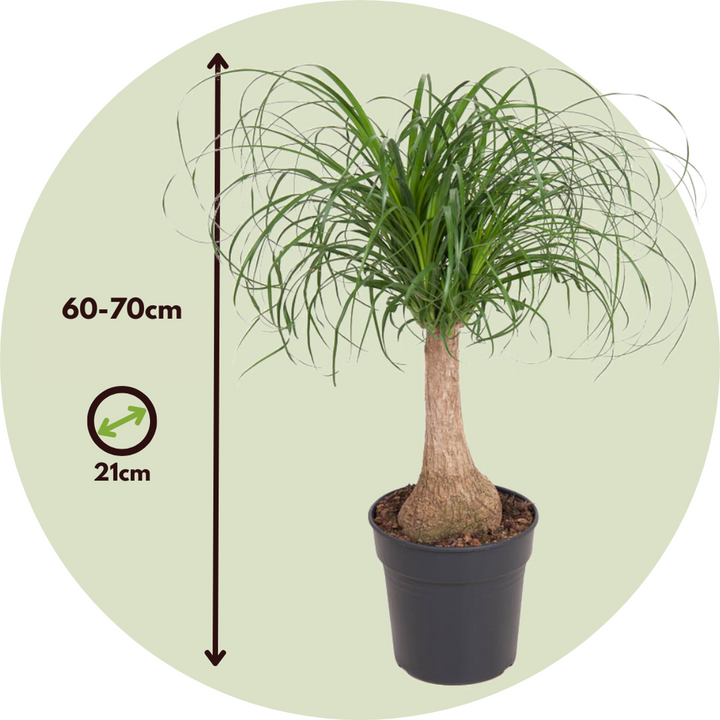 Beaucarnea recurvata - Robuuste stam - Olifantspoot