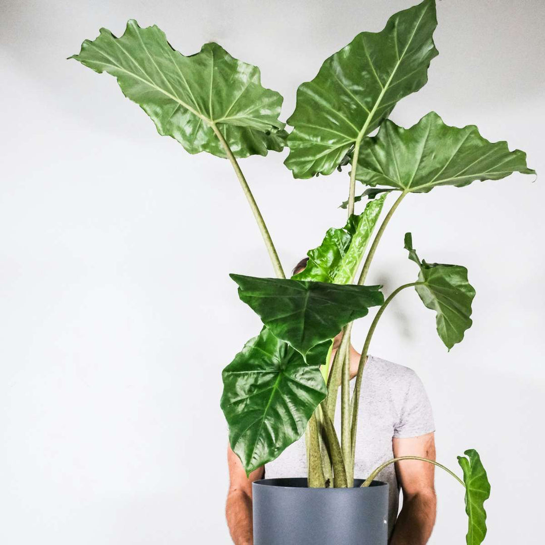 Alocasia 'Portodora' - XXL Kamerplant