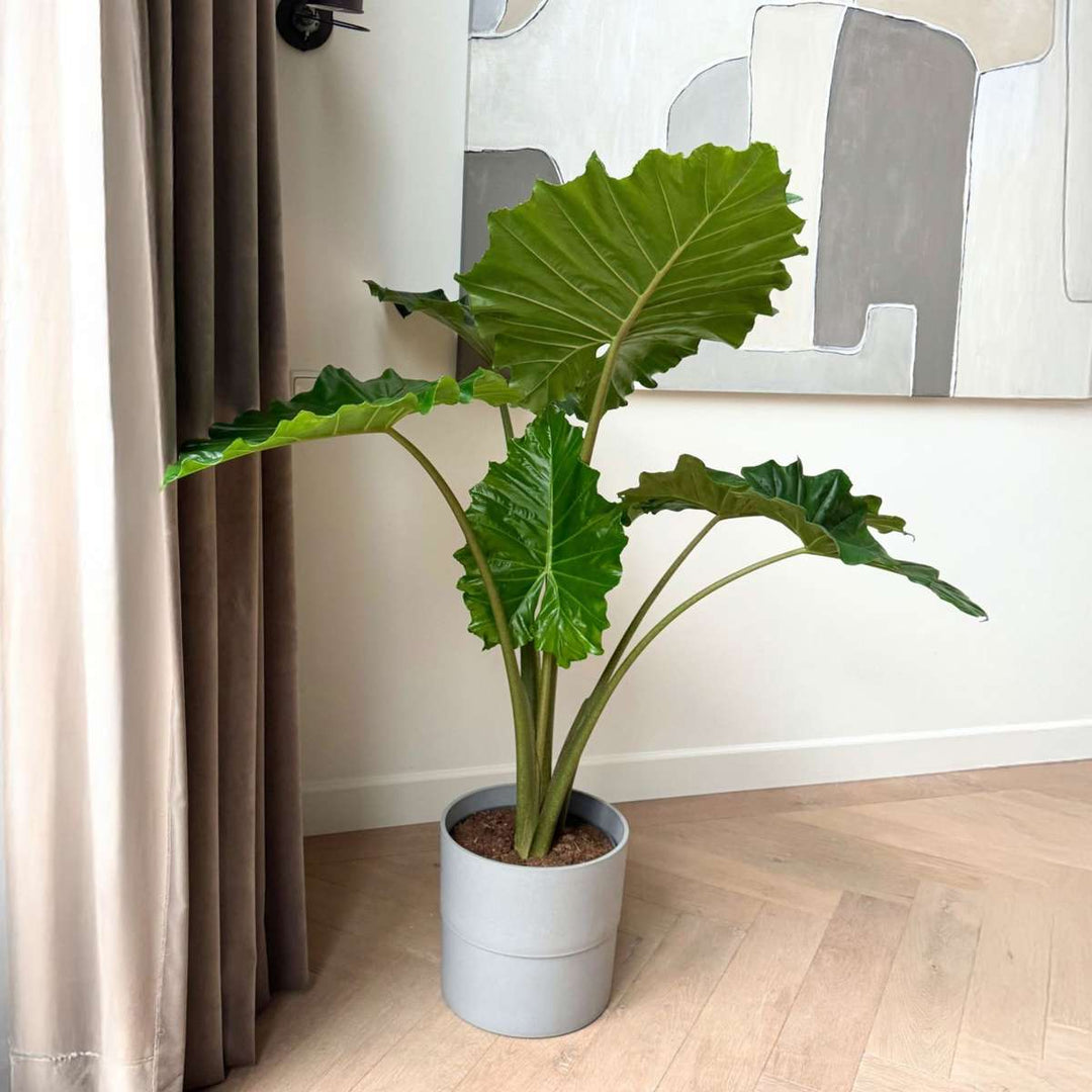 Alocasia 'Portodora'  - Olifantsoor