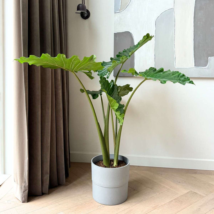 Alocasia 'Portodora'  - Olifantsoor