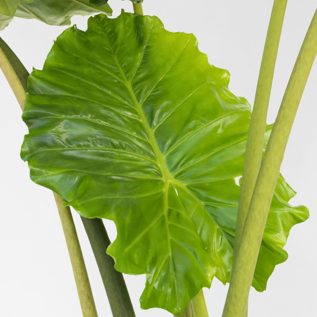 Alocasia 'Portodora' - XXL Kamerplant