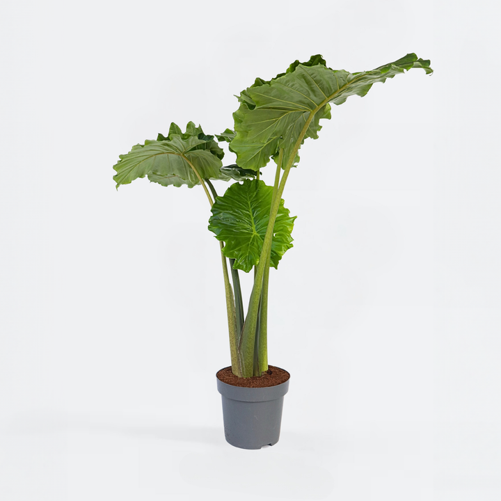 Alocasia 'Portodora' - XXL Kamerplant