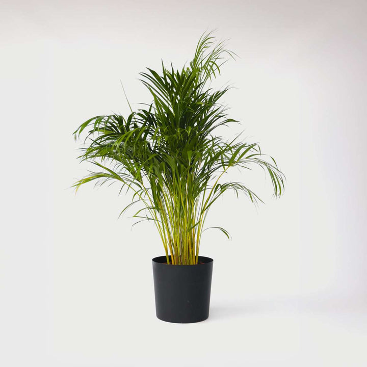 Dypsis Lutescens - XXL Areca