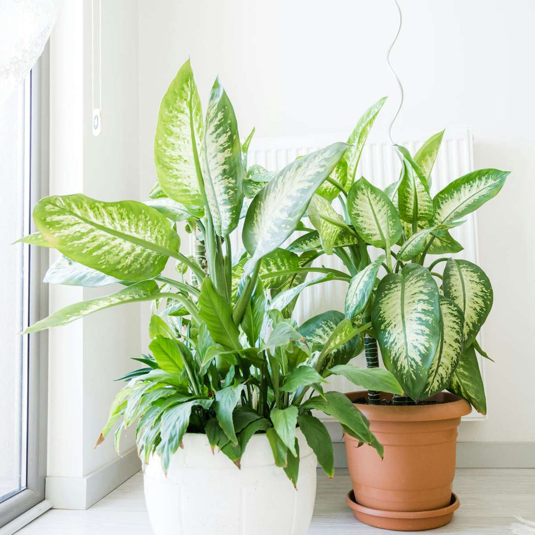 Dieffenbachia 'Tropic' - Kamerplant