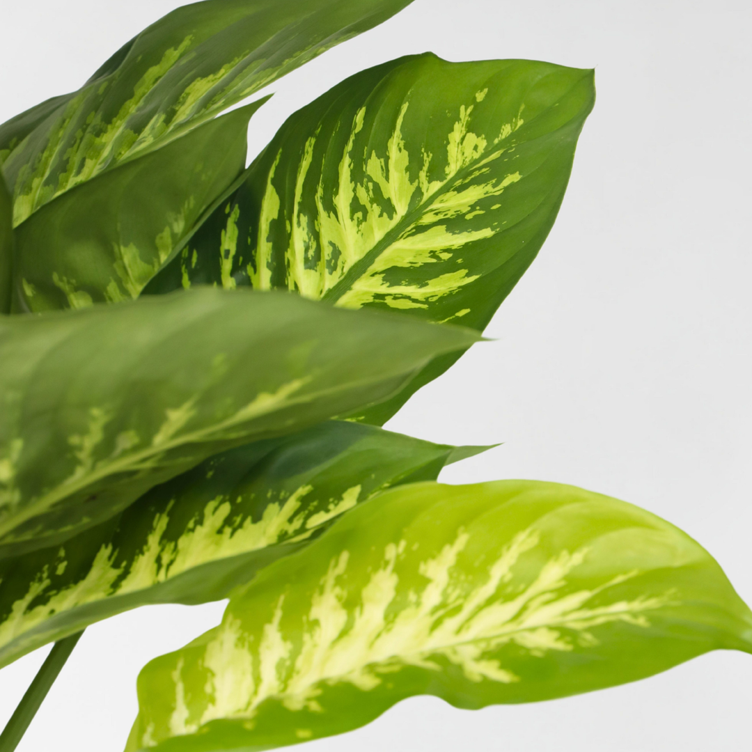 Dieffenbachia 'Tropic' - Kamerplant