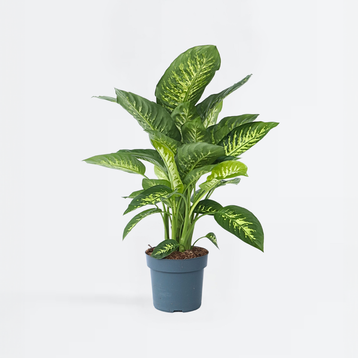 Dieffenbachia 'Tropic' - Kamerplant