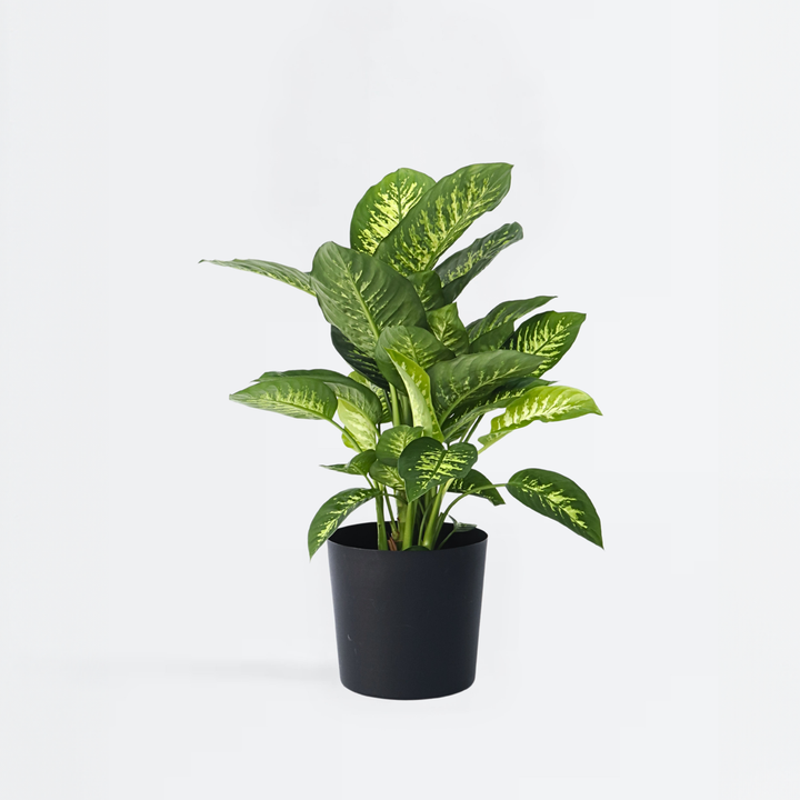 Dieffenbachia 'Tropic' - Kamerplant