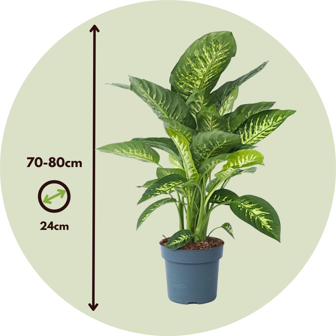 Dieffenbachia 'Tropic' - Kamerplant