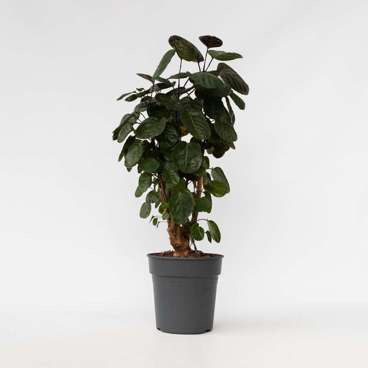 Polyscias 'Fabian' - FloraStore