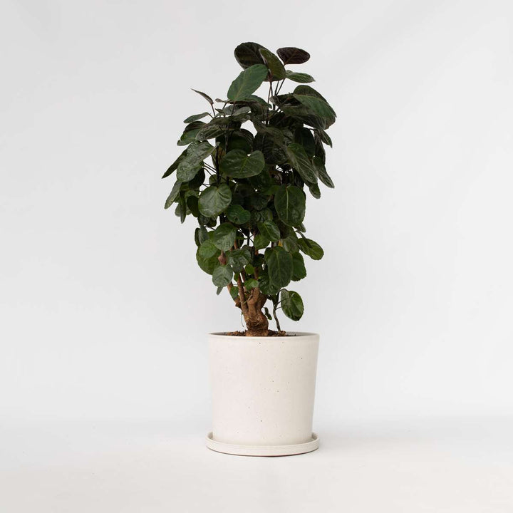 Polyscias 'Fabian' - FloraStore