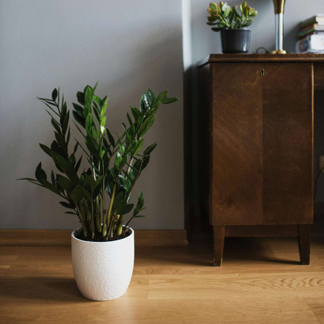 Zamioculcas Emerald - Kamerplant