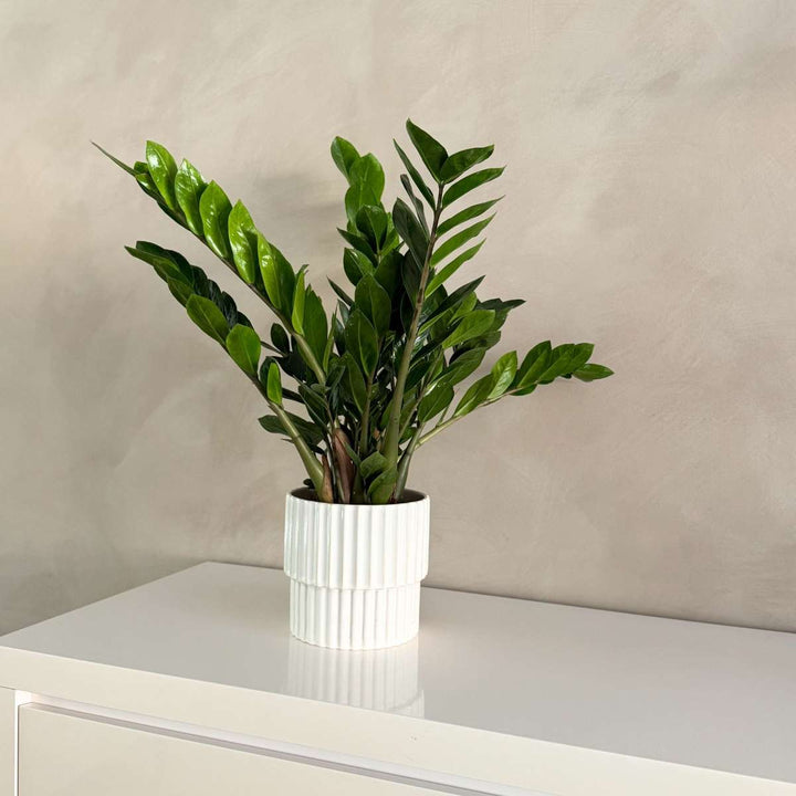 Zamioculcas Emerald - FloraStore