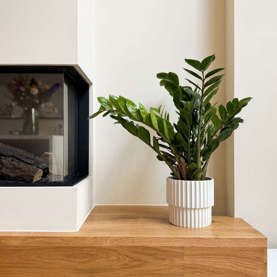 Zamioculcas Emerald - FloraStore