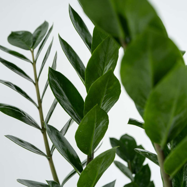 Zamioculcas Emerald - Kamerplant