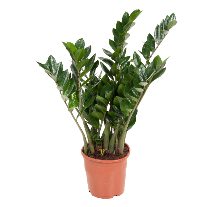 Zamioculcas Emerald - Kamerplant