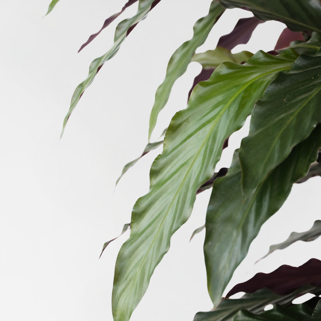 Calathea 'Wavestar' XL - Pauwenplant