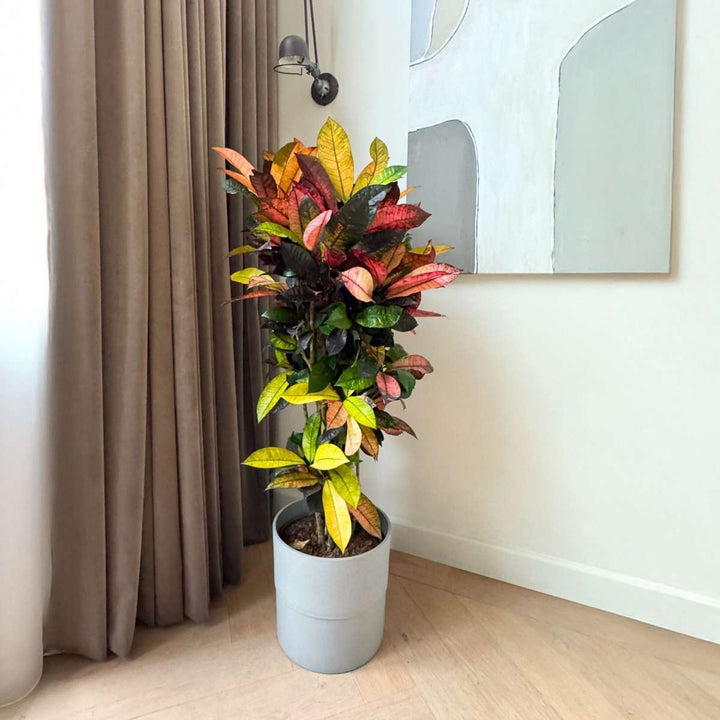 Codiaeum variegatum 'Mrs. Iceton - Croton