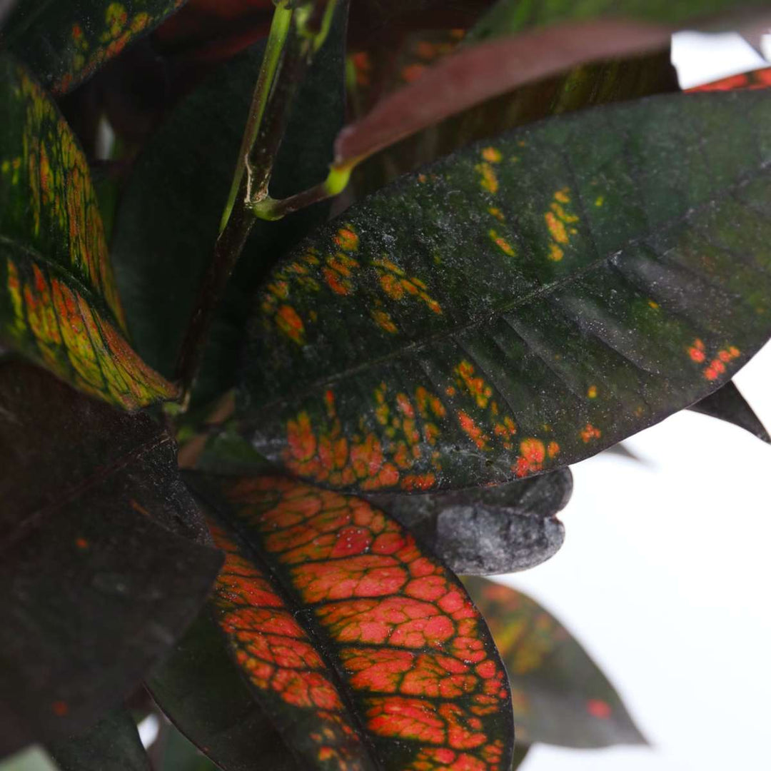 Codiaeum variegatum 'Mrs. Iceton' - Croton