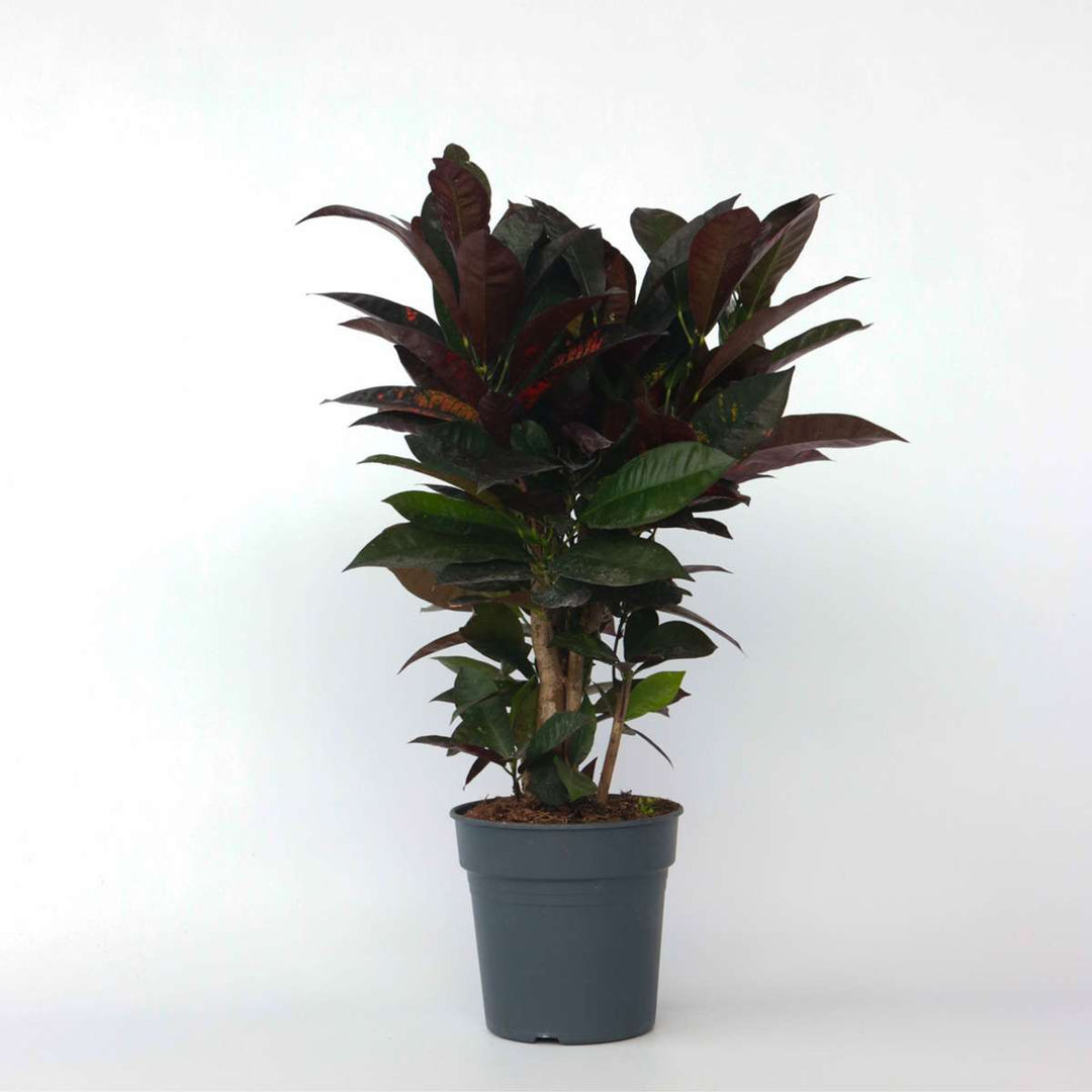 Codiaeum variegatum 'Mrs. Iceton' - Croton