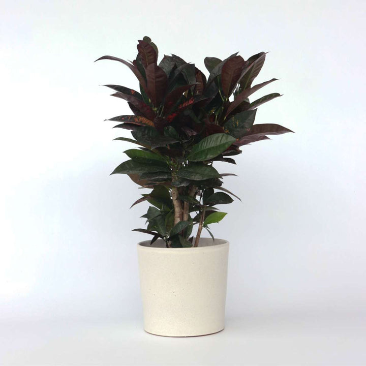 Codiaeum variegatum 'Mrs. Iceton' - Croton