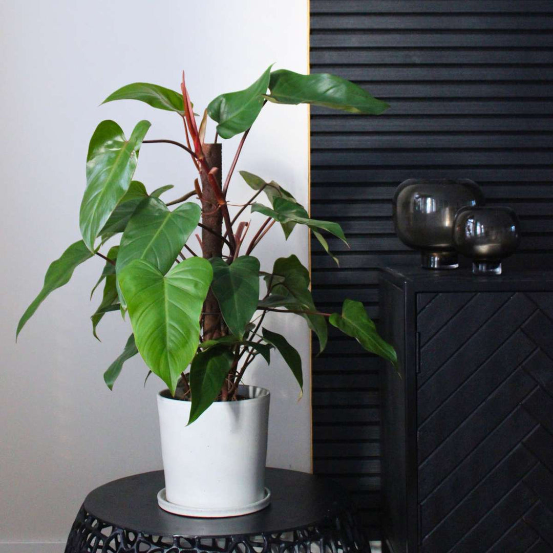 Philodendron 'Imperial Red'