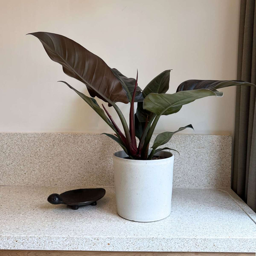 Philodendron 'Imperial Red'