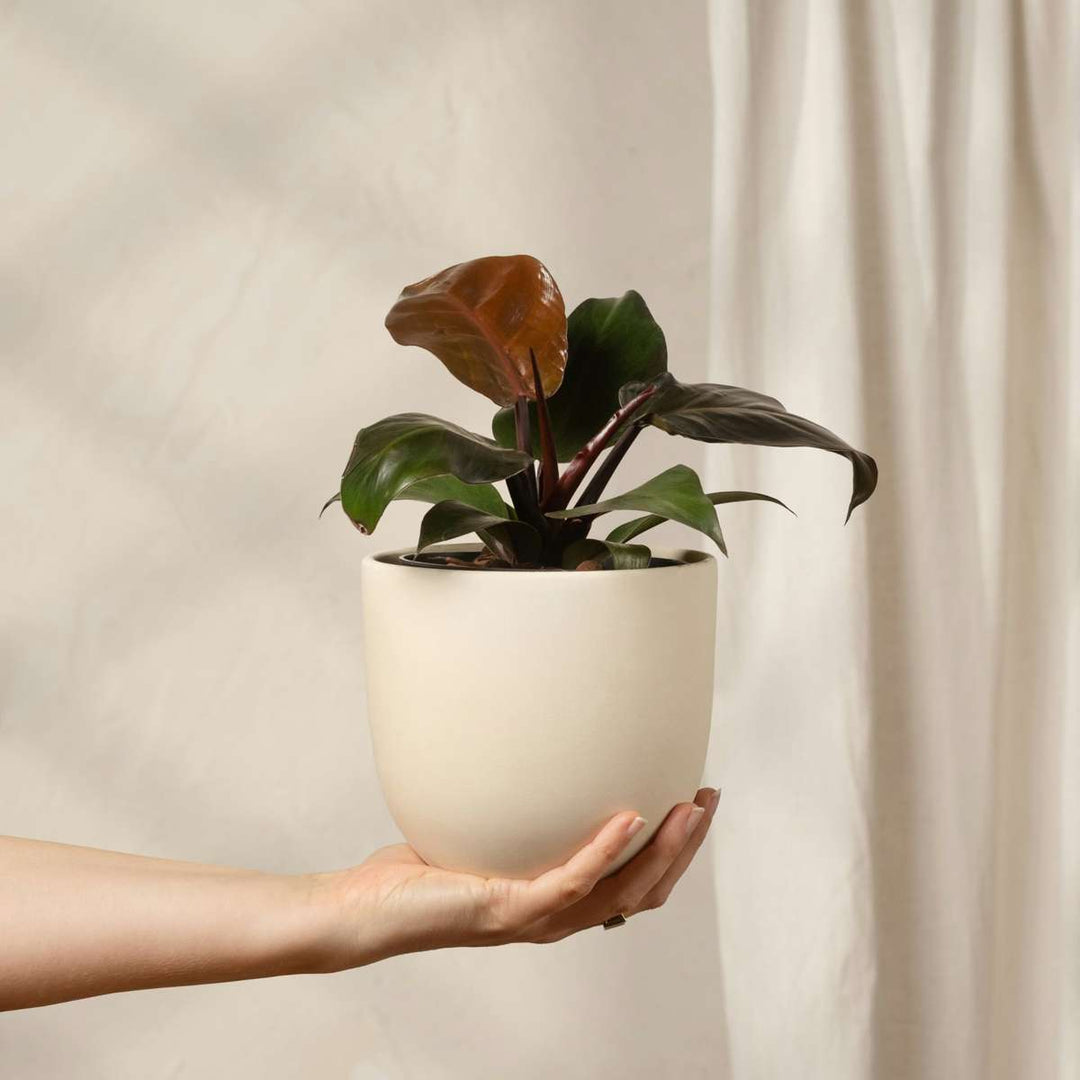 Philodendron 'Imperial Red'