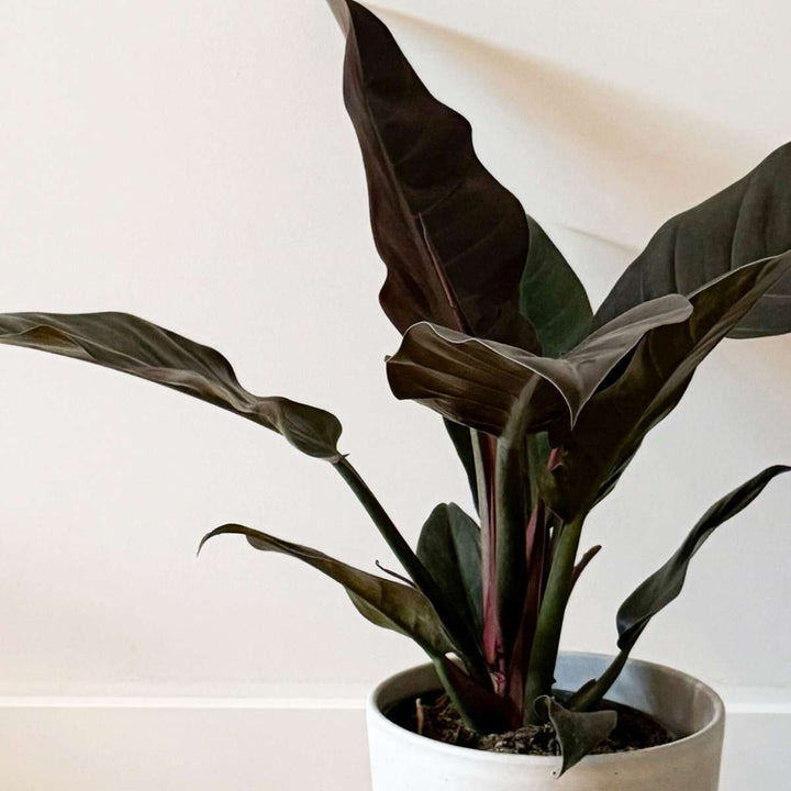 Philodendron 'Imperial Red'