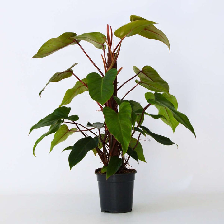 Philodendron 'Imperial Red'