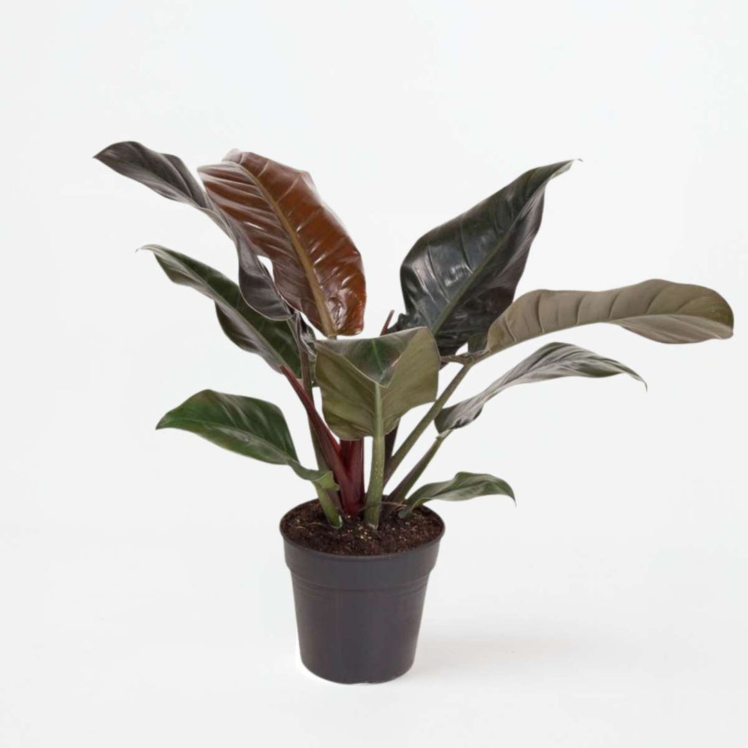 Philodendron 'Imperial Red'