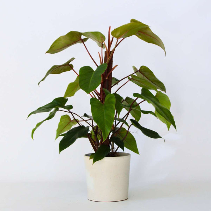 Philodendron 'Imperial Red'