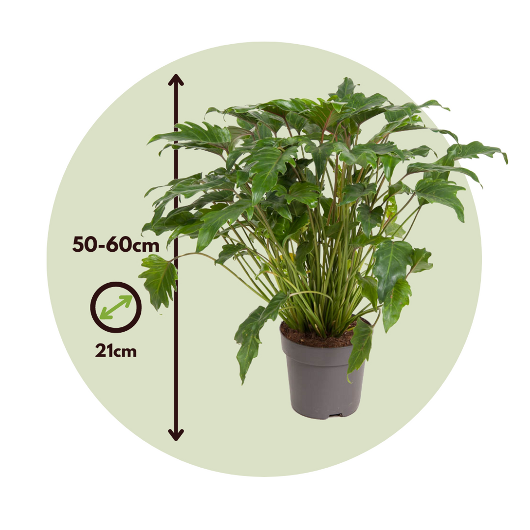 Filodendron 'Xanadu' - FloraStore