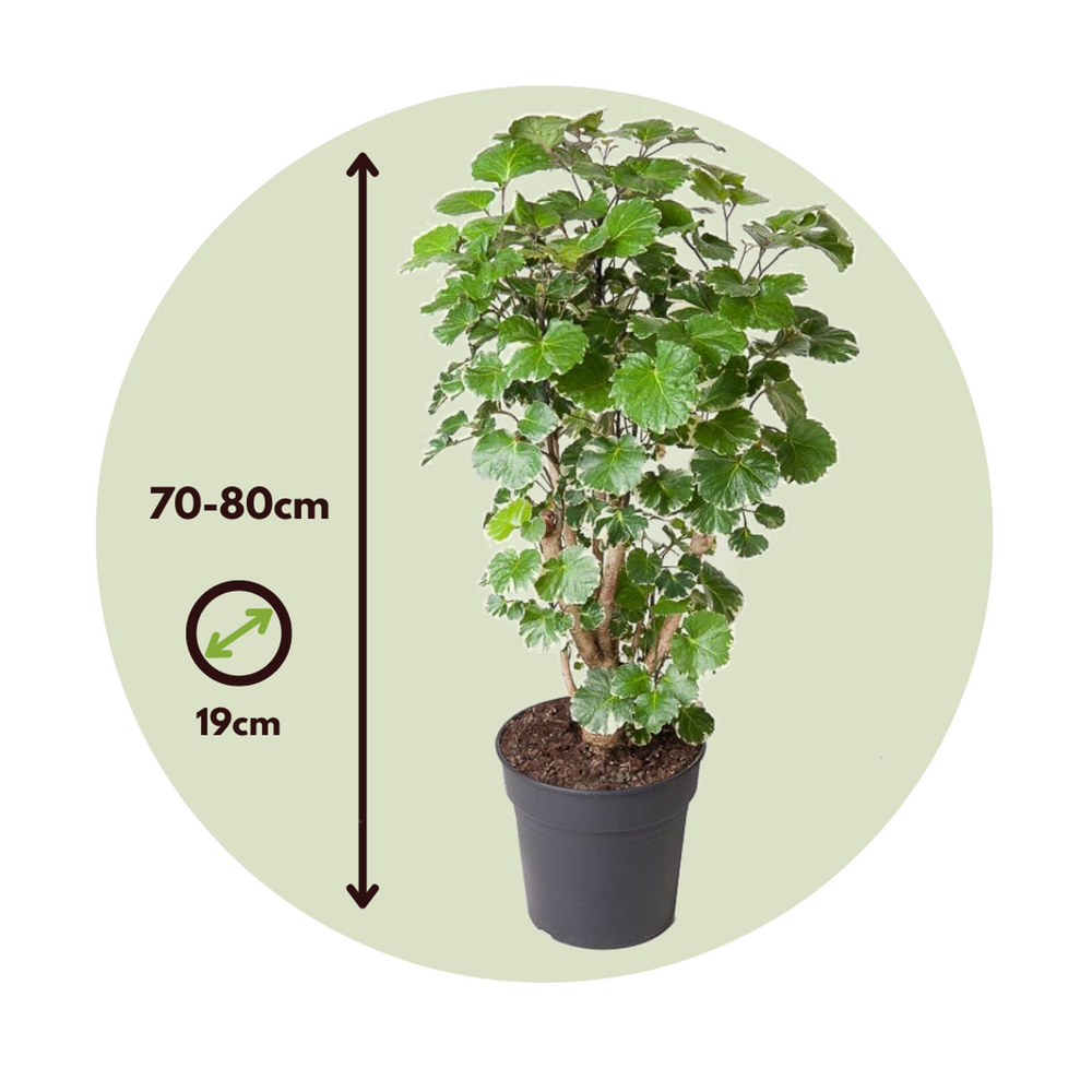 Polyscias 'Balfouriana' - FloraStore