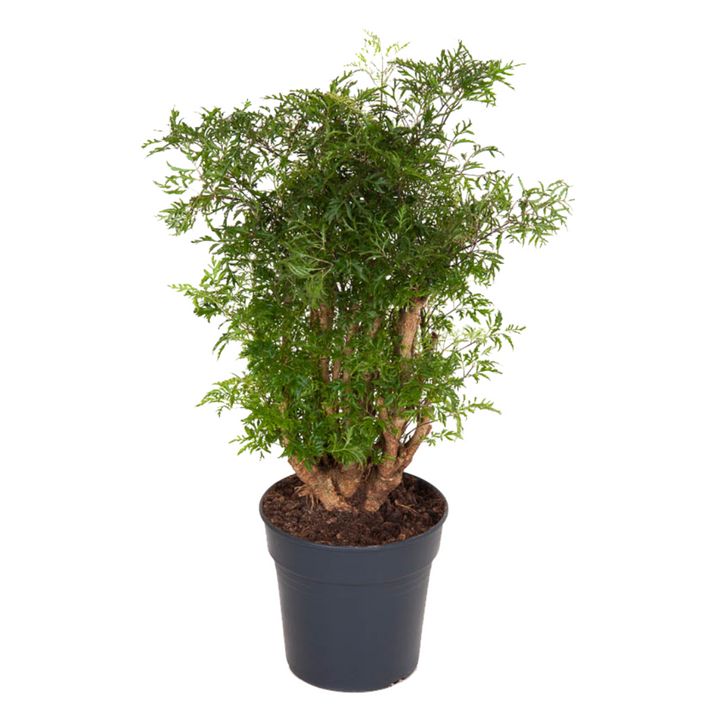 Polyscias Fruticosa - Aralia - FloraStore