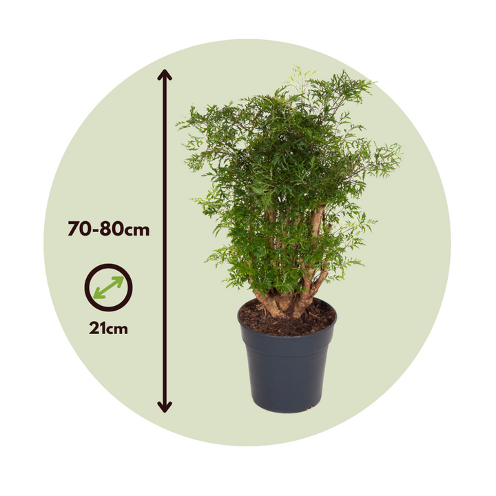 Polyscias Fruticosa - Aralia - FloraStore