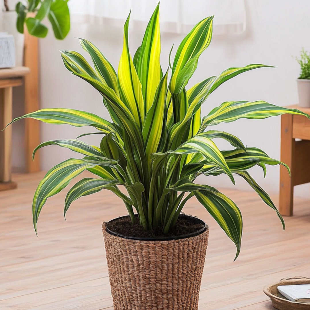 Dracaena fragrans 'Charley' - Drakenbloedboom