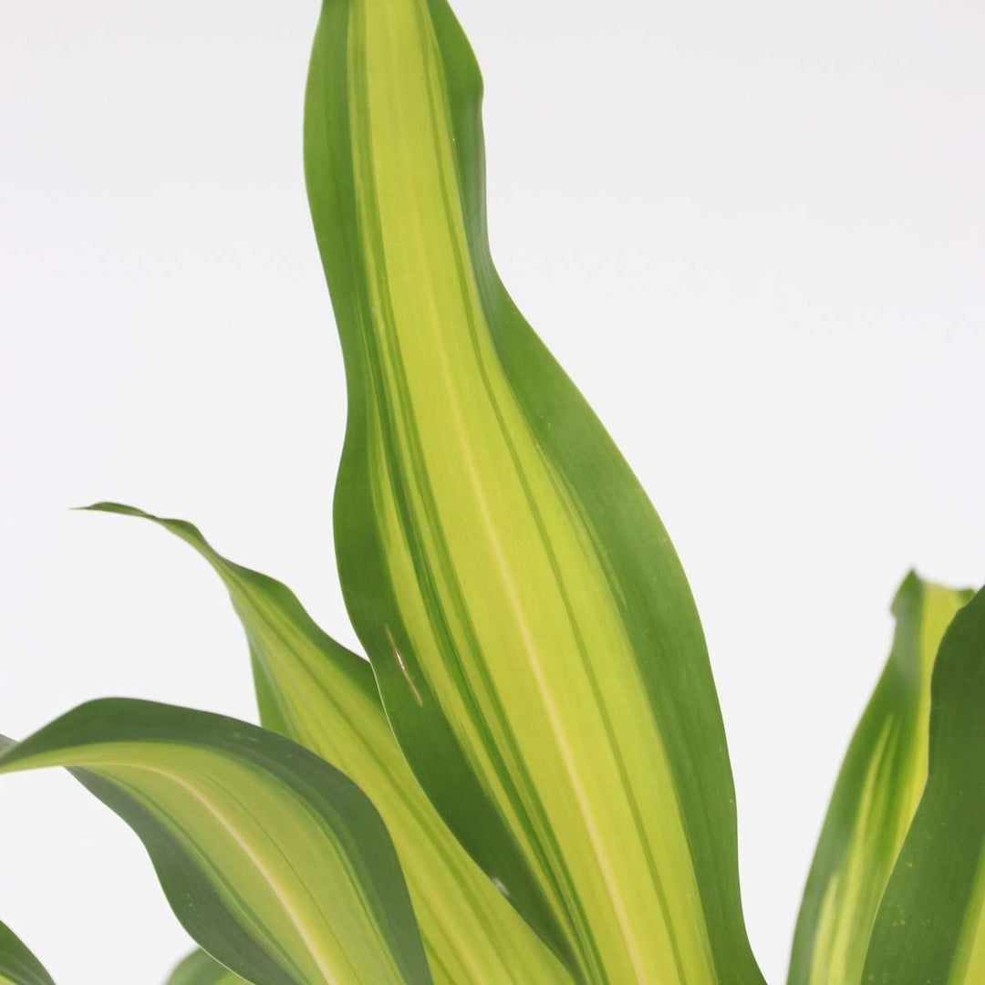 Dracaena fragrans 'Charley' - Drakenbloedboom