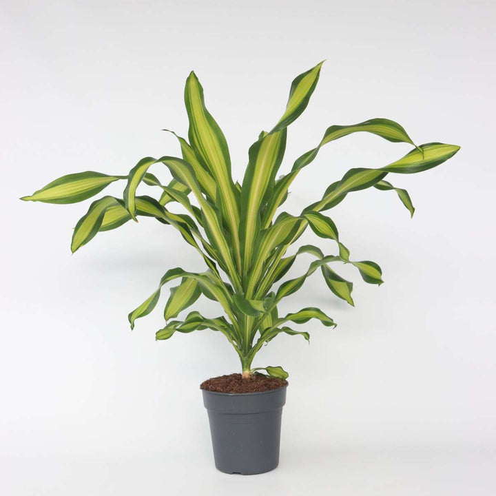 Dracaena fragrans 'Charley' - Strom dračí krve - FloraStore