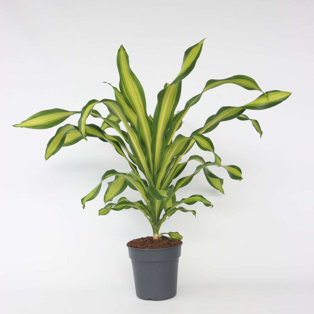 Dracaena fragrans 'Charley' - Drakenbloedboom