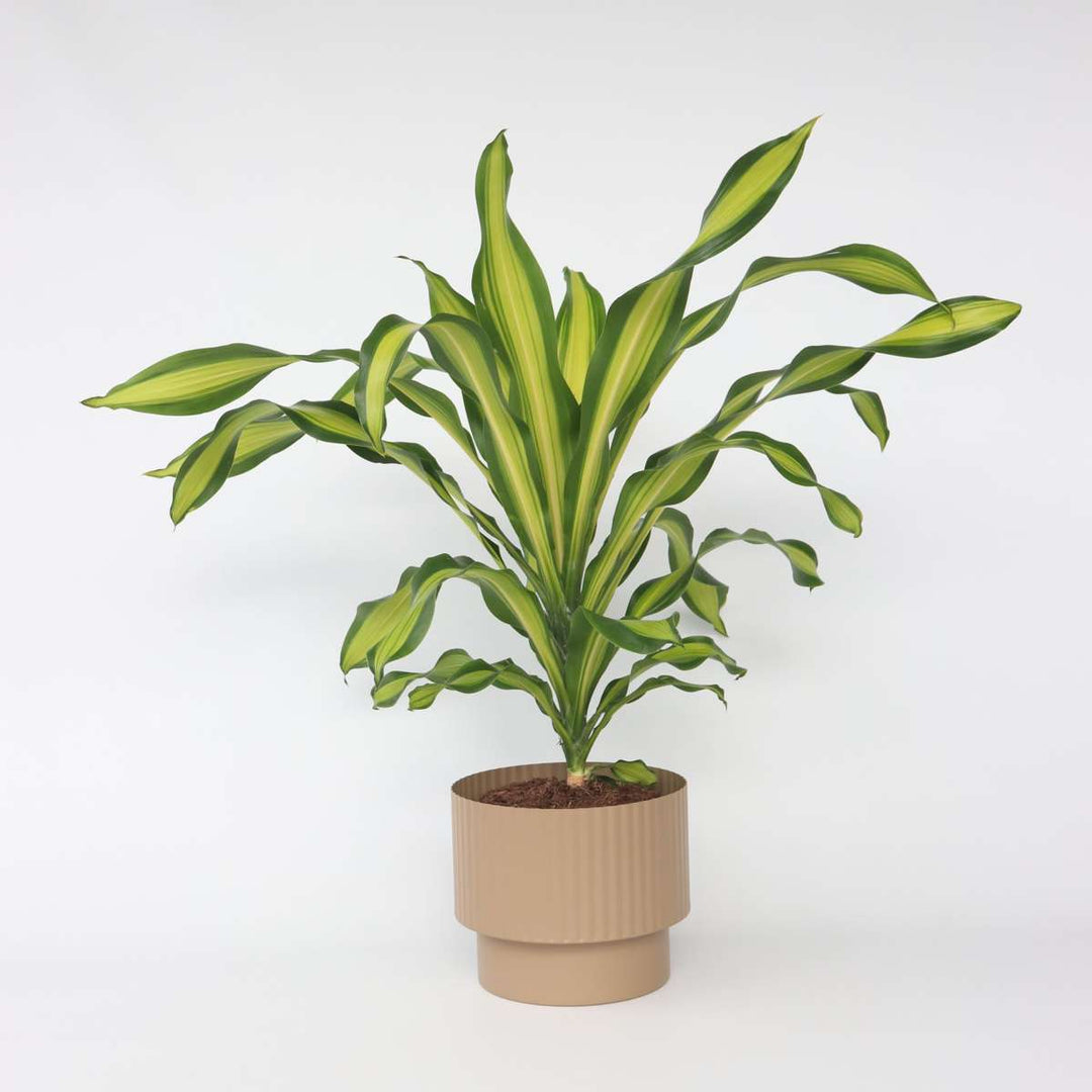 Dracaena fragrans 'Charley' - Drakenbloedboom